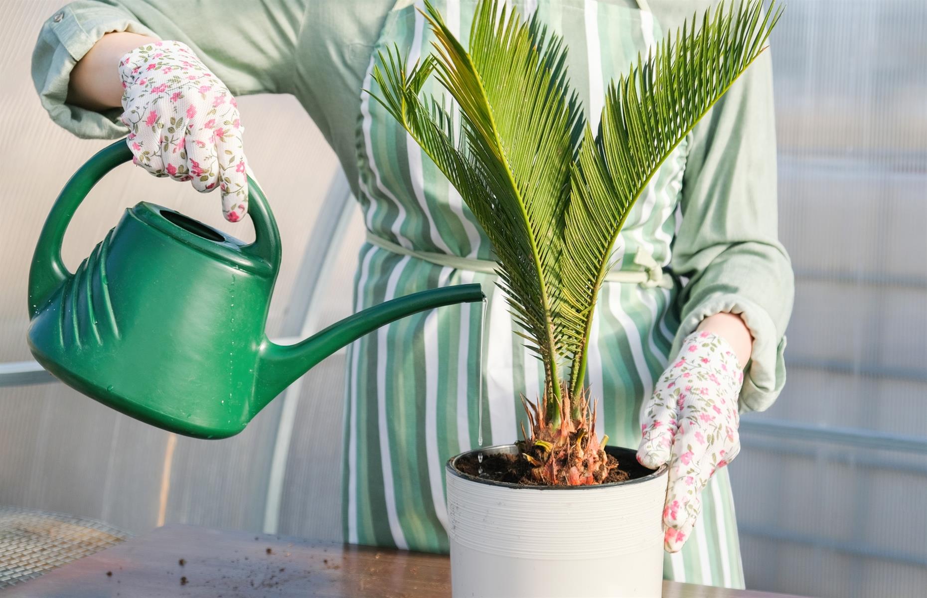 Toxic plant: sago palm (Cycas revoluta)